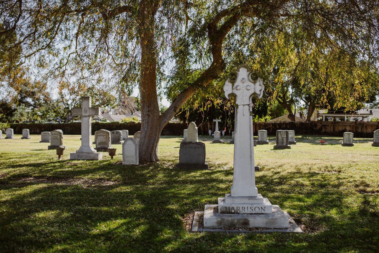 A sunlit cemetery with rows of tombstones beneath a large tree.