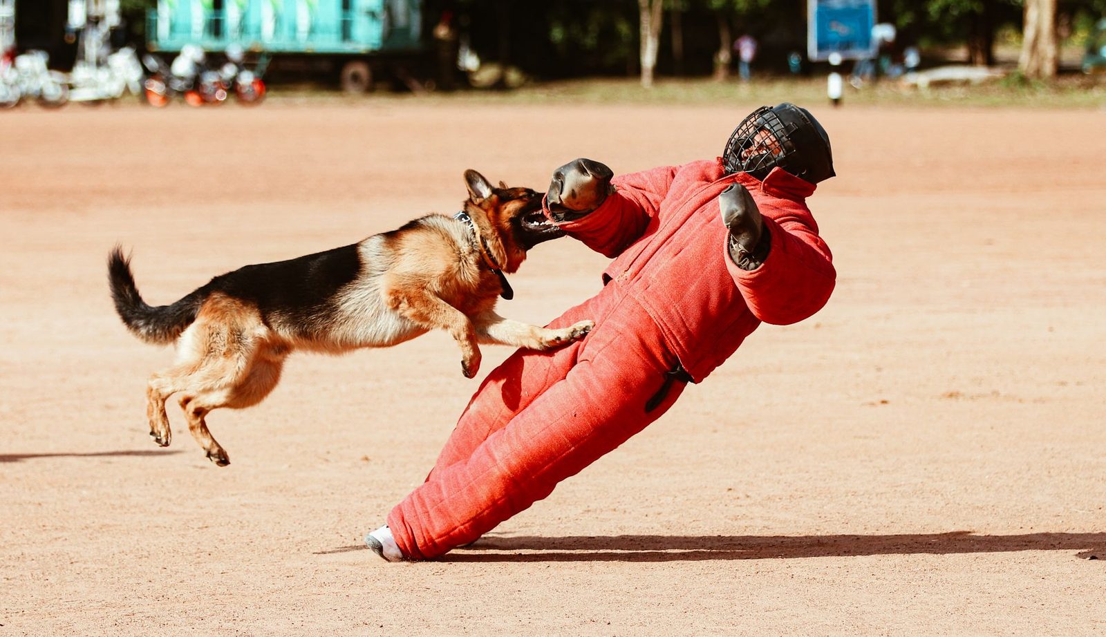 German Shepherd dog biting the sleeve of a trainer in protective gear during an outdoor training session
