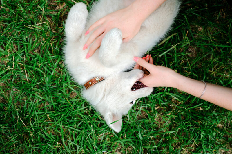 Little white puppy on the grass in park bites woman's hand