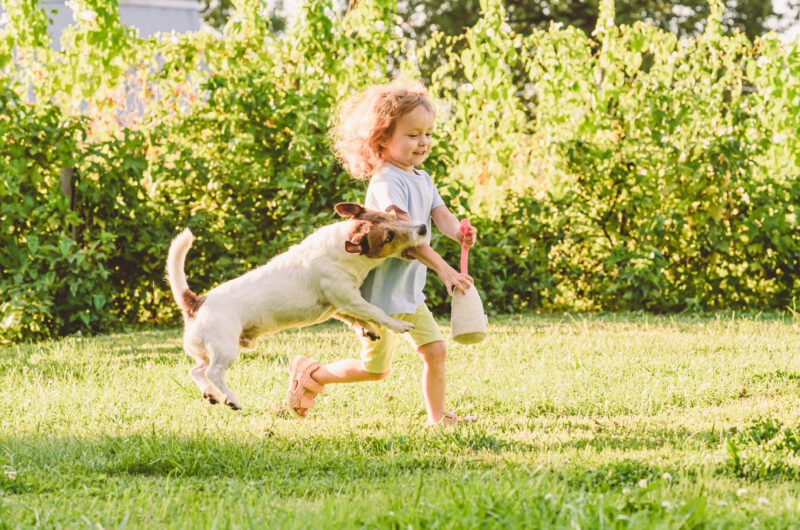 Domestic dog accidentally biting little girl's arm during game at backyard lawn