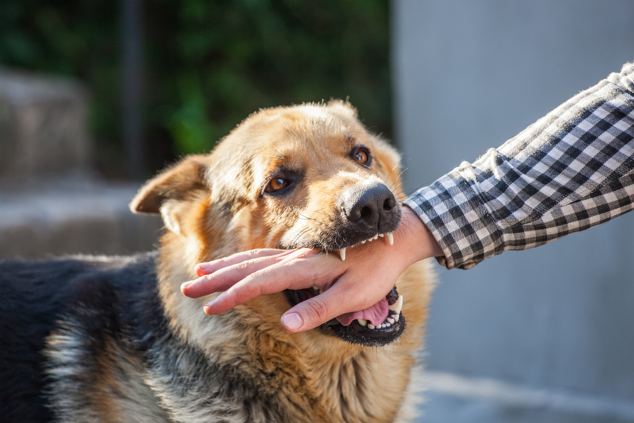 Bakersfield dog bite lawyer