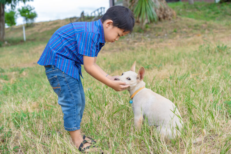 A happy 4-6 year old boy plays with a dog.
